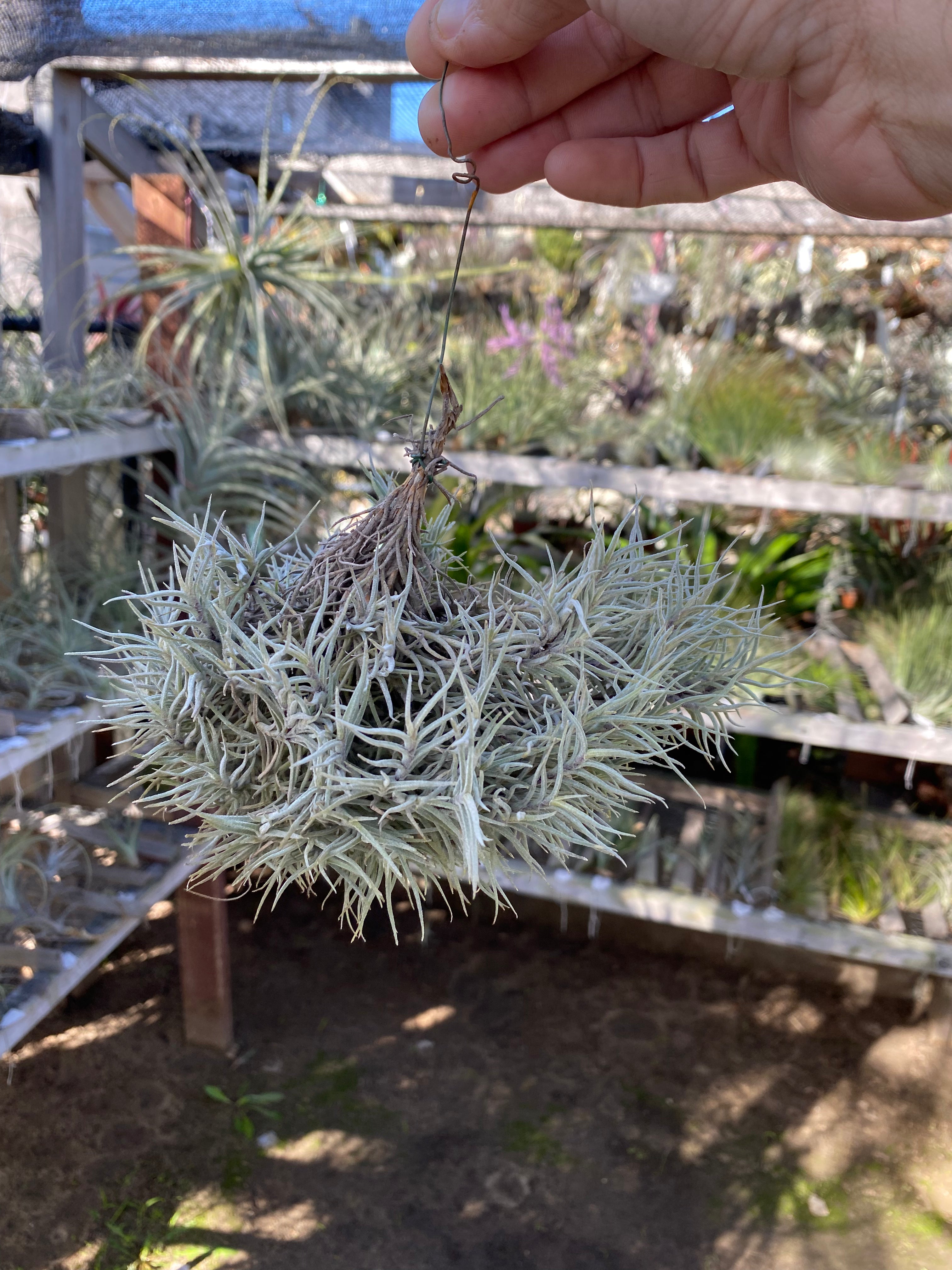 Tillandsia capillaris big transparent 4