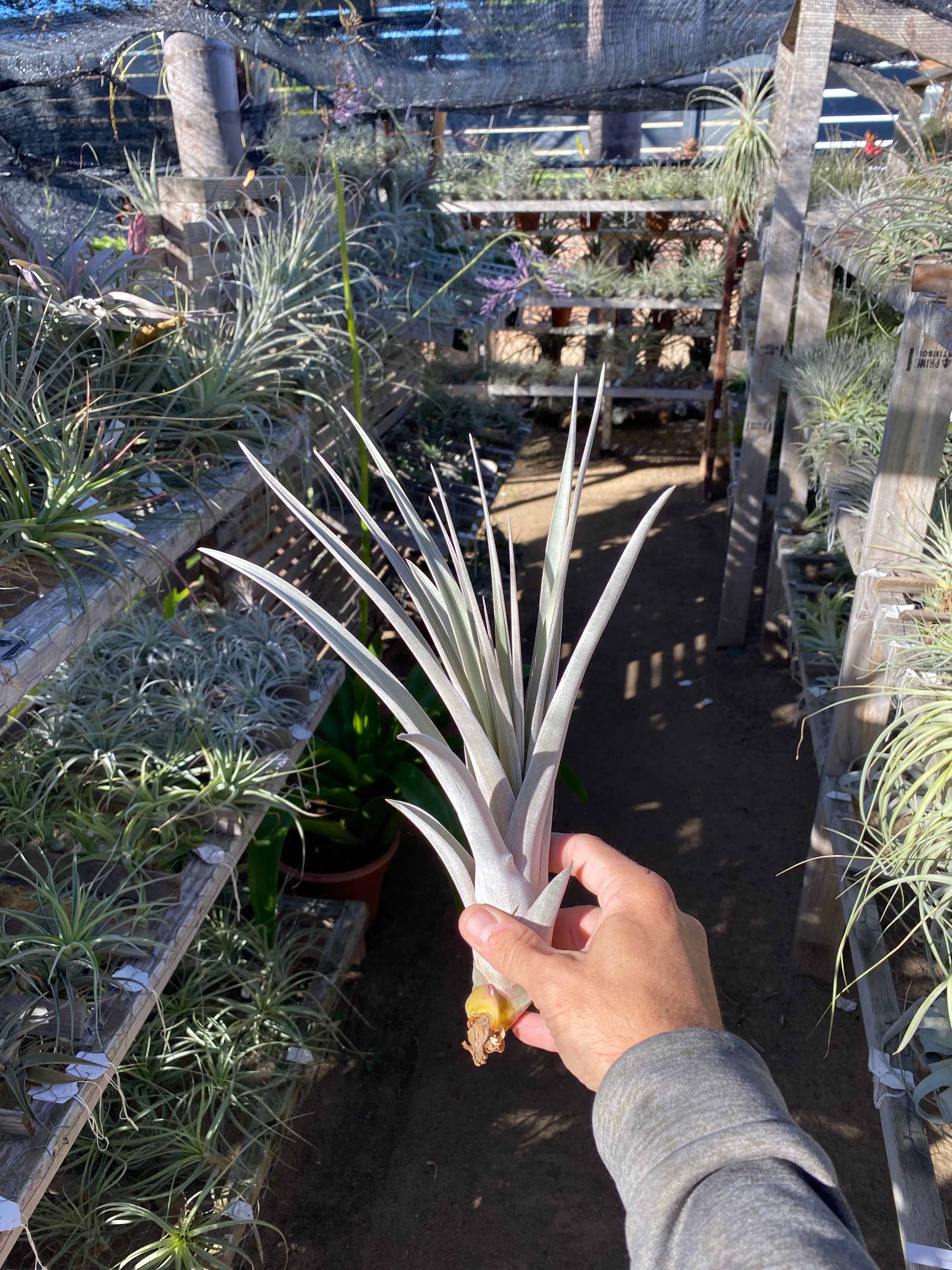 Tillandsia エアープランツ ティランジア チアペンシス ジャイアント