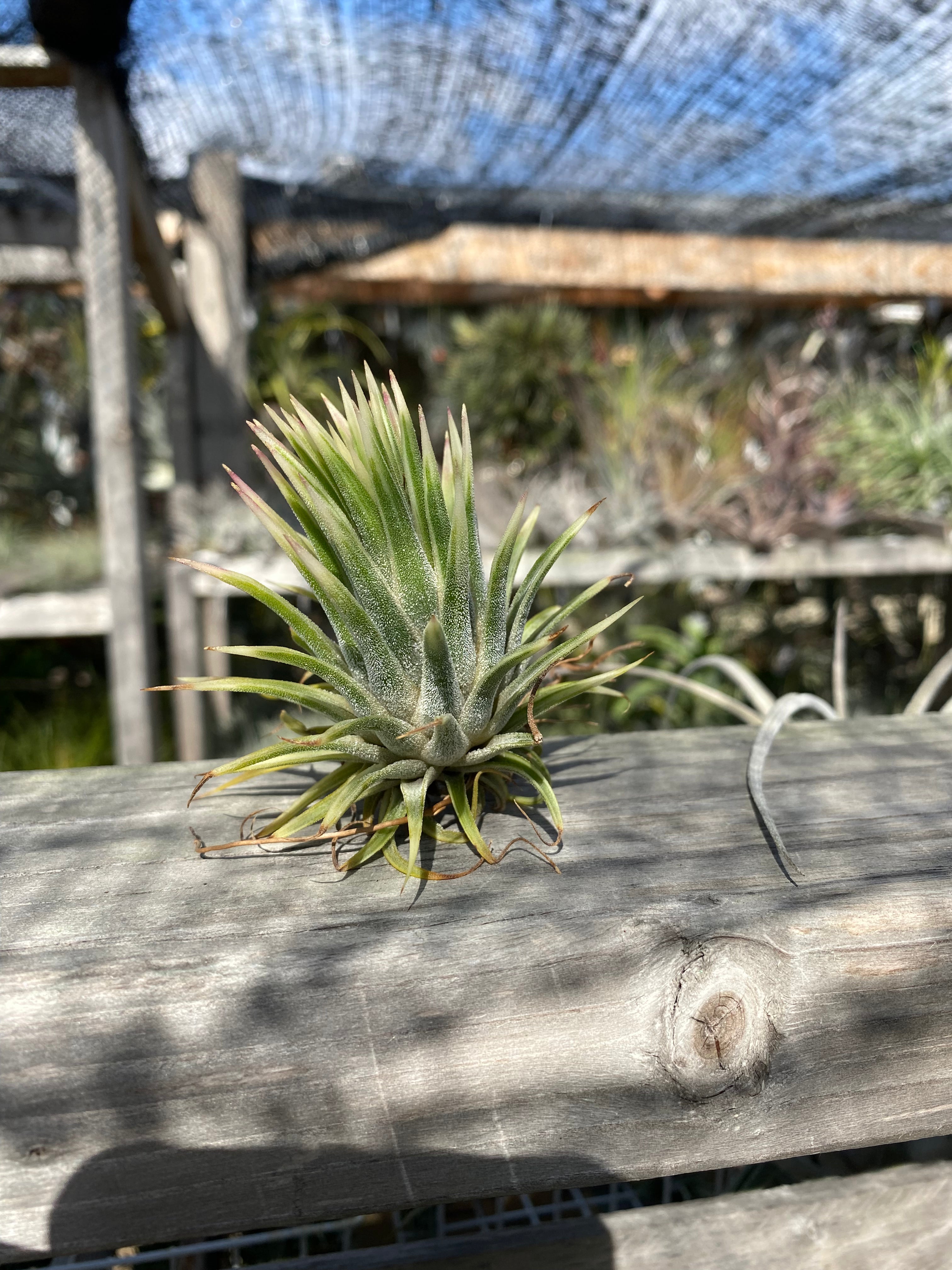 image_911b4bdb-ade5-485b-829e- image_911b4bdb-ade5-485b-829e-