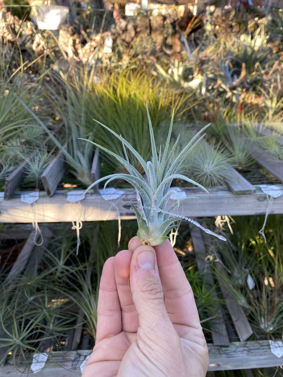 Tillandsia Cutie Pie (Tillandsia ehlersiana x Tillandsia