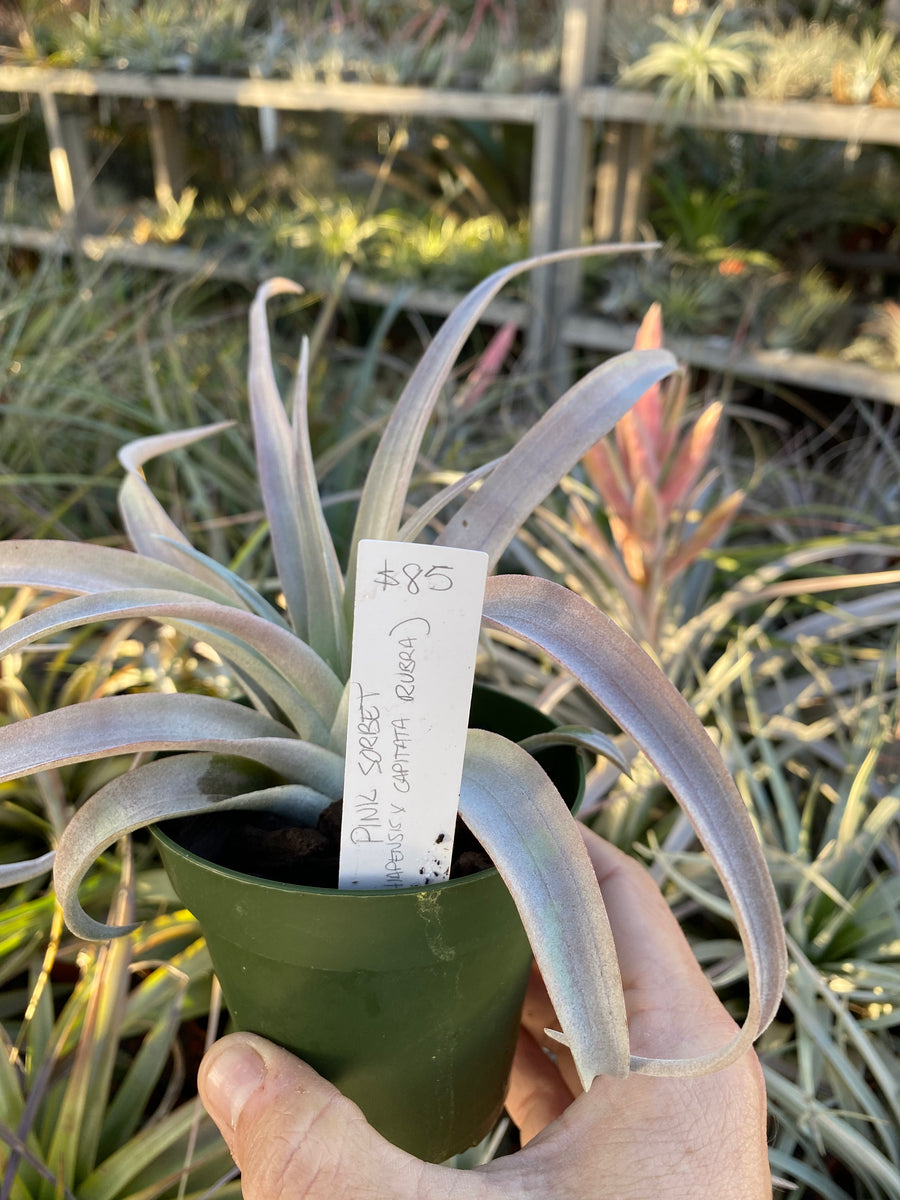 Tillandsia Pink Sorbet (chiapensis x capitata 'Rubra') – Cuffel Farms Tillandsia Pink Sorbet (chiapensis x capitata 'Rubra') – Cuffel Farms