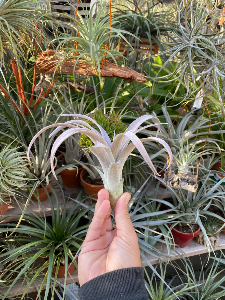 Tillandsia Coconut Grove (T. chiapensis x capitata red)