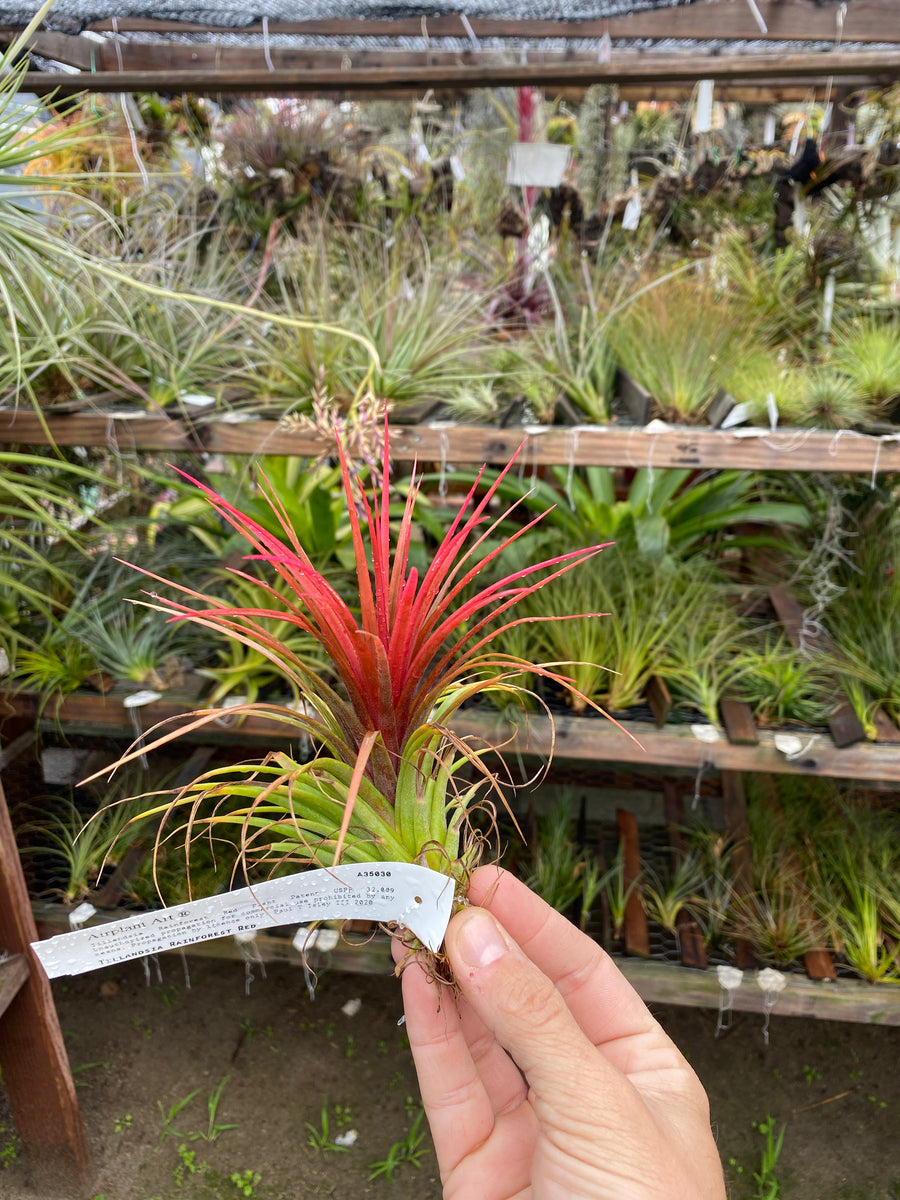rainforest air plants Tillandsia Rainforest Red