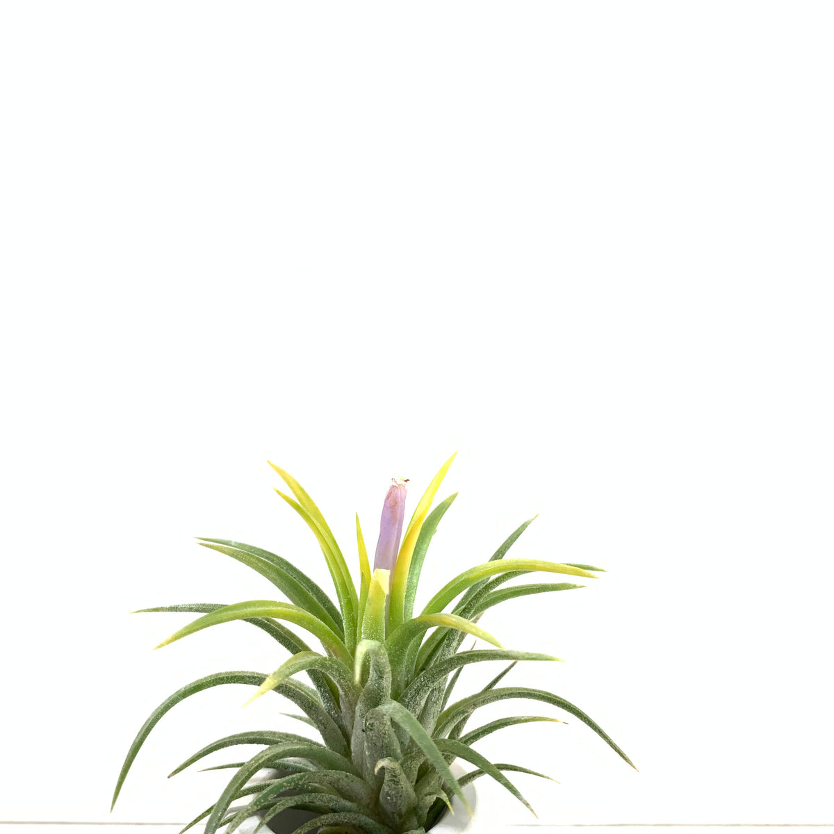 tehuacana_3_1200x1200.jpg?v=