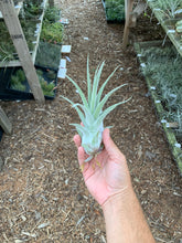 (Tillandsia ehlersiana x Tillandsia seleriana) x Tillandsia seleriana