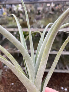 Tillandsia zecheri