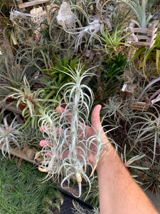 Tillandsia Sweet Isabel (Tillandsia tectorum x Tillandsia paleacea) Best clone