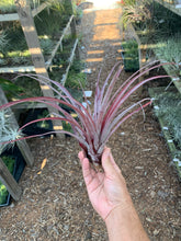 Tillandsia Cherry Cordial (Tillandsia domingensis x Tillandsia dasyliriifolia)