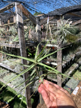 Tillandsia mereliana