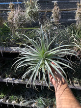 Tillandsia Lilac Spire (Tillandsia stricta x Tillandsia duratii)