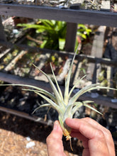 Tillandsia Extravagance (Variegated Tillandsia concolor x Tillandsia streptophylla)