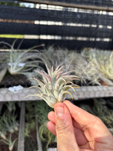 Tillandsia ionantha Predator