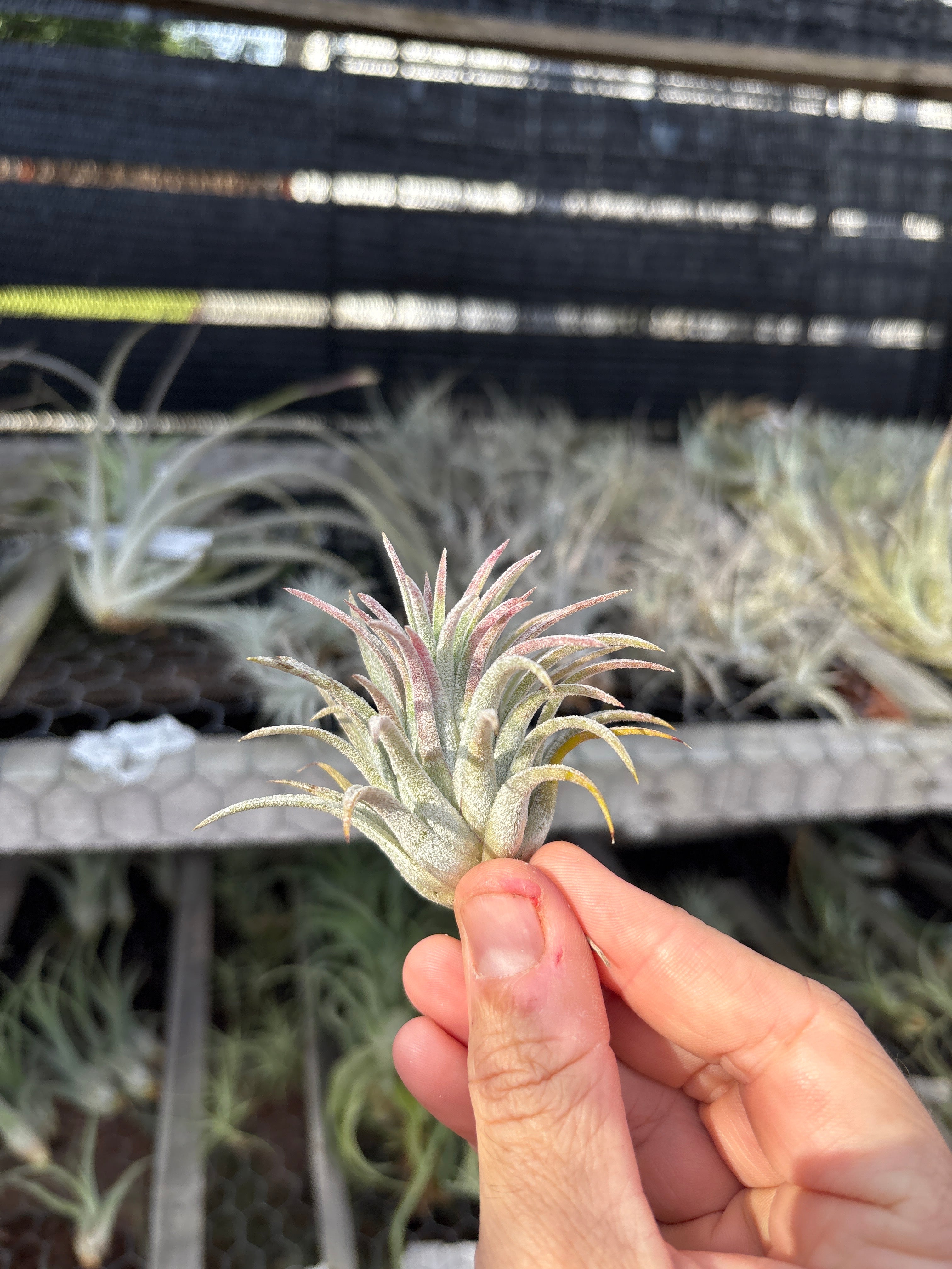 Tillandsia ionantha Predator – Cuffel Farms