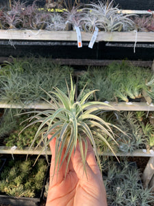 Tillandsia neglecta x Tillandsia recurvifolia v subsecundifolia