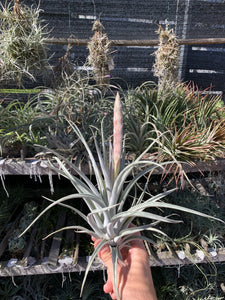 chiapensis air plant Tillandsia White Night (T. mitlaensis x T. chiapensis)