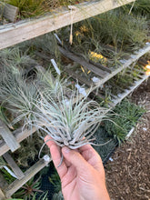 Tillandsia magnusiana hybrid