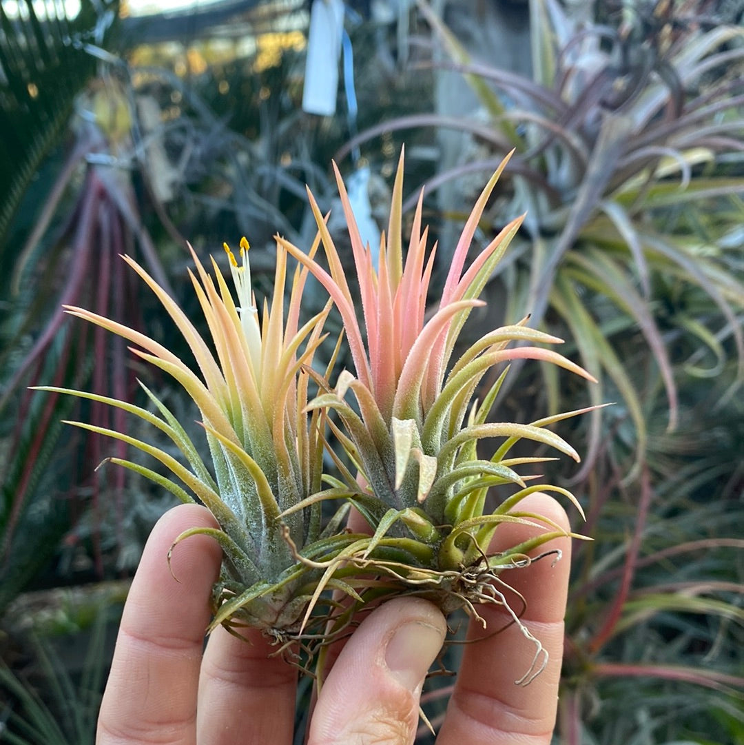 Tillandsia ionantha peach – Cuffel Farms