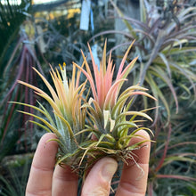 Tillandsia ionantha peach