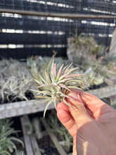Tillandsia ionantha Predator