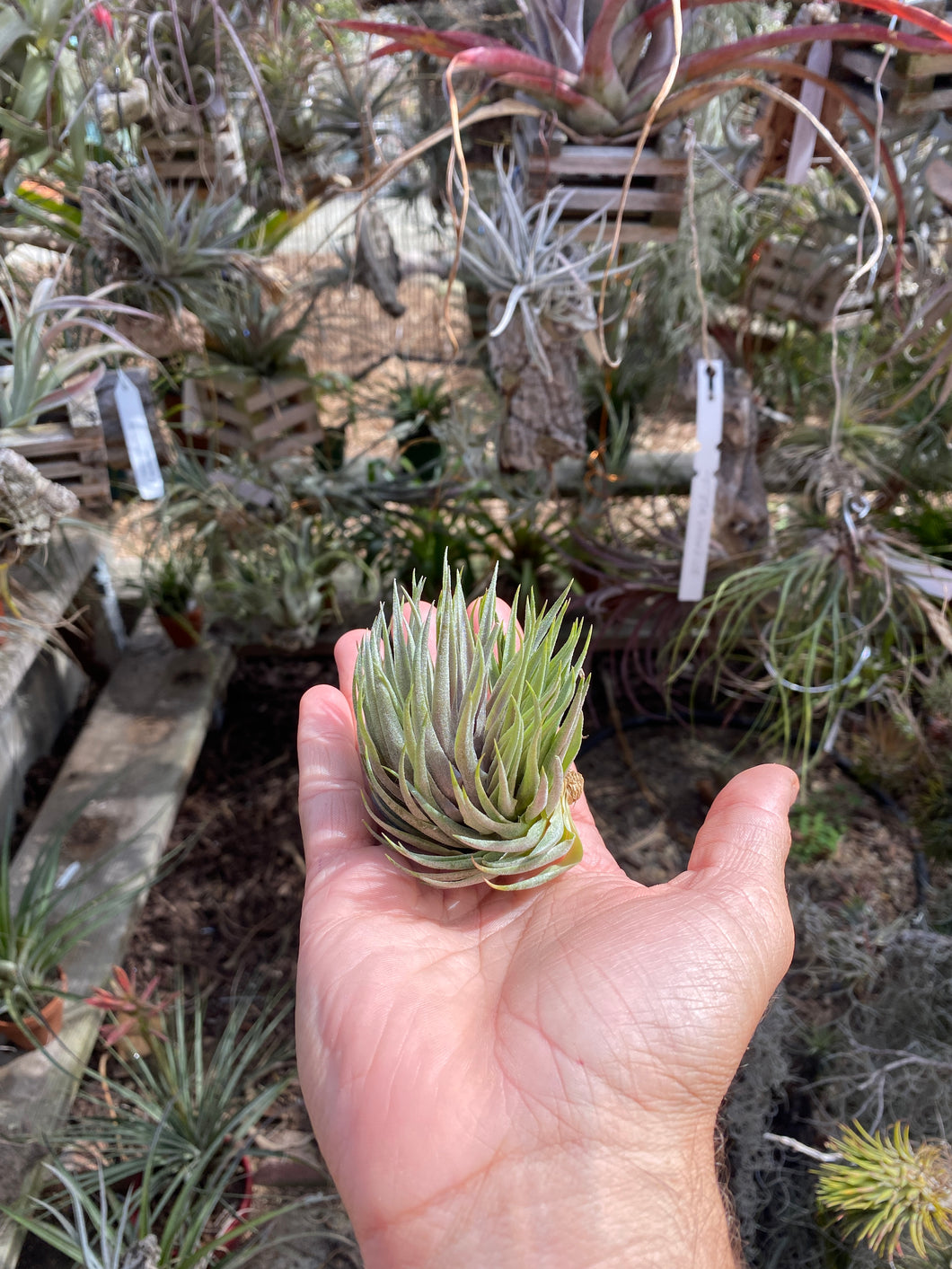 Tillandsia kautskyi hybrid green