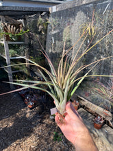 Tillandsia fasciculata ‘Red’ x Tillandsia latifolia