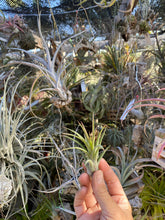 Tillandsia Bonjour (Tillandsia ionantha x Tillandsia mitlaensis)