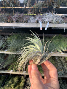 Tillandsia neglecta x Tillandsia recurvifolia v subsecundifolia