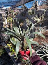 Tillandsia leucolepis