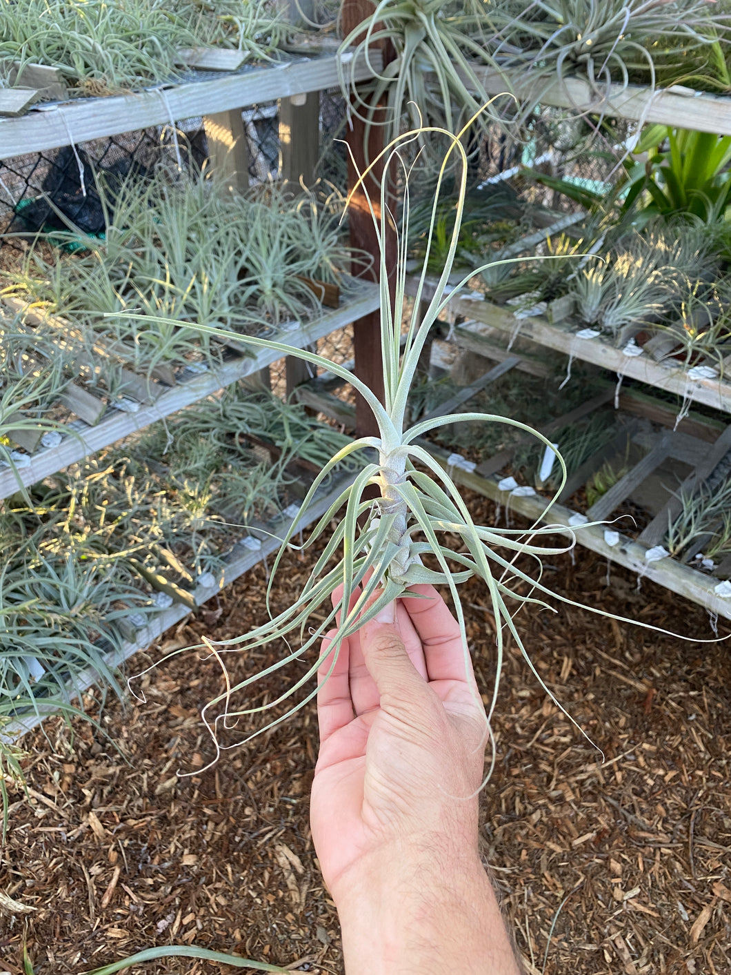 Tillandsia purpurea x Tillandsia caerulea