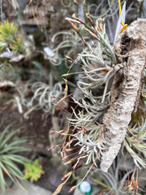 Tillandsia capillaris rose flower