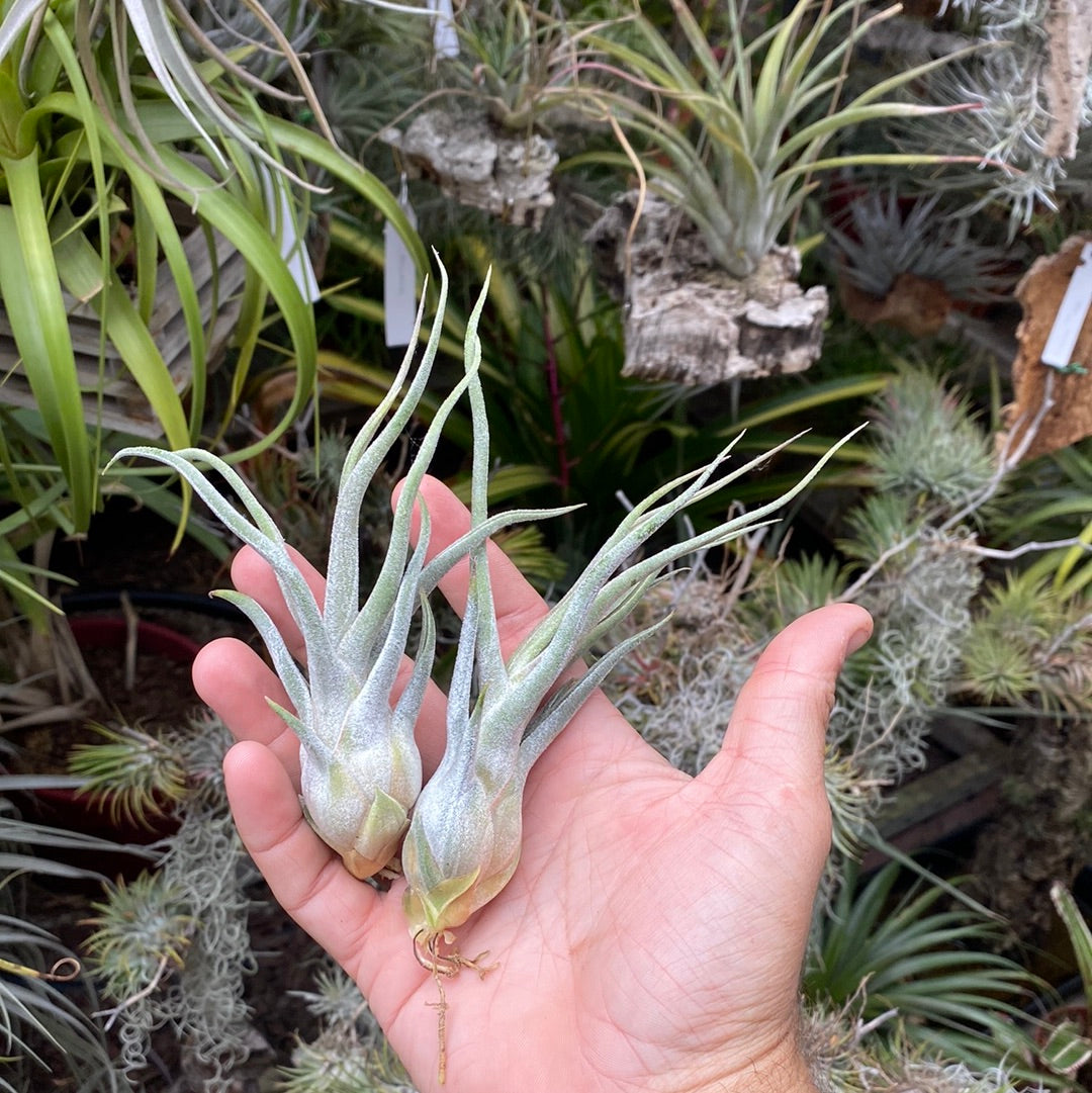 ehlersiana air plant Tillandsia Ty (ehlersiana x bulbosa) TI clone – Cuffel Farms