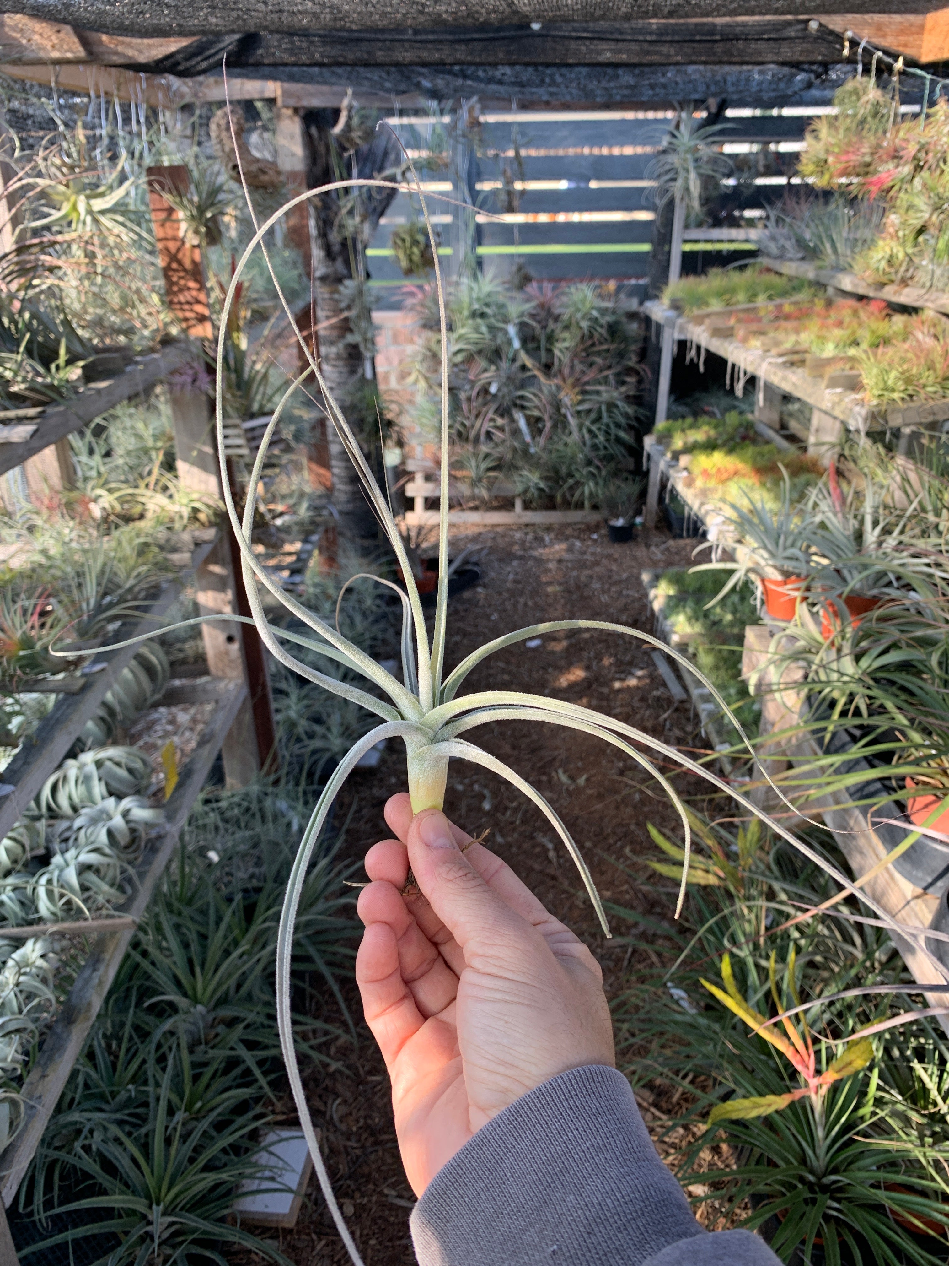 チランジア Peltry Jellyfish Tillandsia Peltry Jellyfish (Tillandsia ehlersiana x