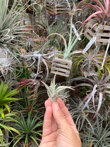 Tillandsia barfusii