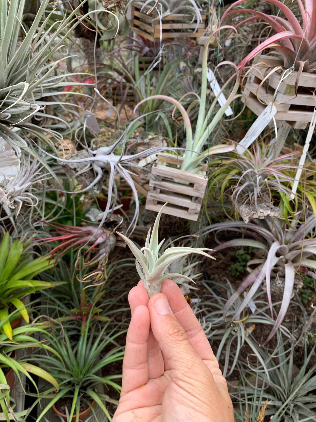 Tillandsia barfusii