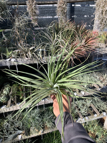 Tillandsia Tribute to Beauty (Tillandsia didisticha x Tillandsia latifolia)