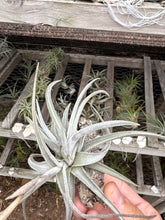 Tillandsia cardenasii minor