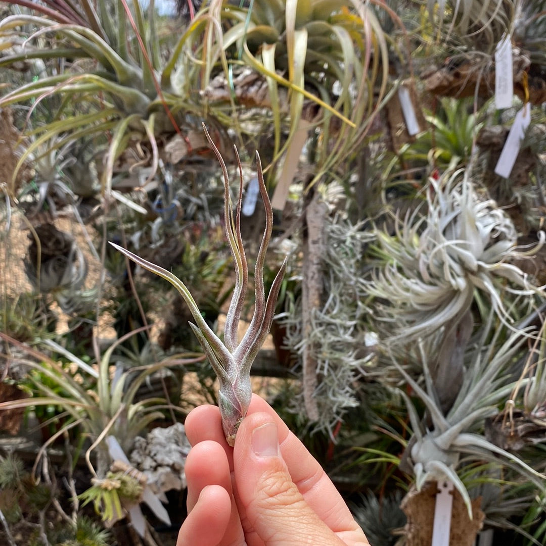 チランジア　ザ パーフェクトブレンド 現品】チランジア・ザ パーフェクトブレンド T. The Perfect Blend (T