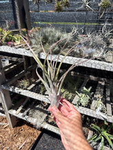 Tillandsia flabellata x Tillandsia caput medusae ‘Robust’