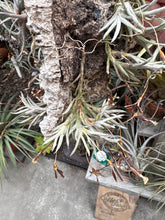 Tillandsia capillaris rose flower