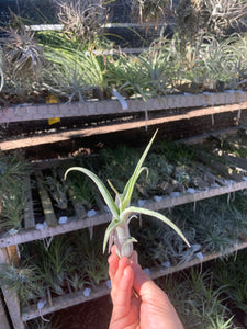 Tillandsia diguetii x Tillandsia schubertii