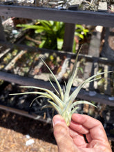 Tillandsia Extravagance (Variegated Tillandsia concolor x Tillandsia streptophylla)