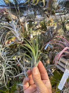 Tillandsia Bonjour (Tillandsia ionantha x Tillandsia mitlaensis)