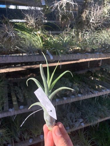 Tillandsia diguetii x Tillandsia schubertii