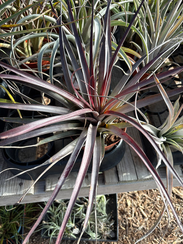 Tillandsia Nellie Rose (Tillandsia jaliscomonticola x Tillandsia capitata 'Rubra')