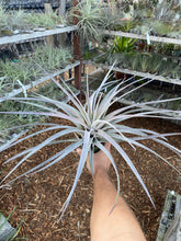 Tillandsia Super Steve Pink (Tillandsia chiapensis x Tillandsia fasciculata 'Magnificent')