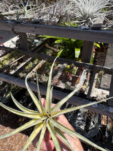 Tillandsia Extravagance (Variegated Tillandsia concolor x Tillandsia streptophylla)