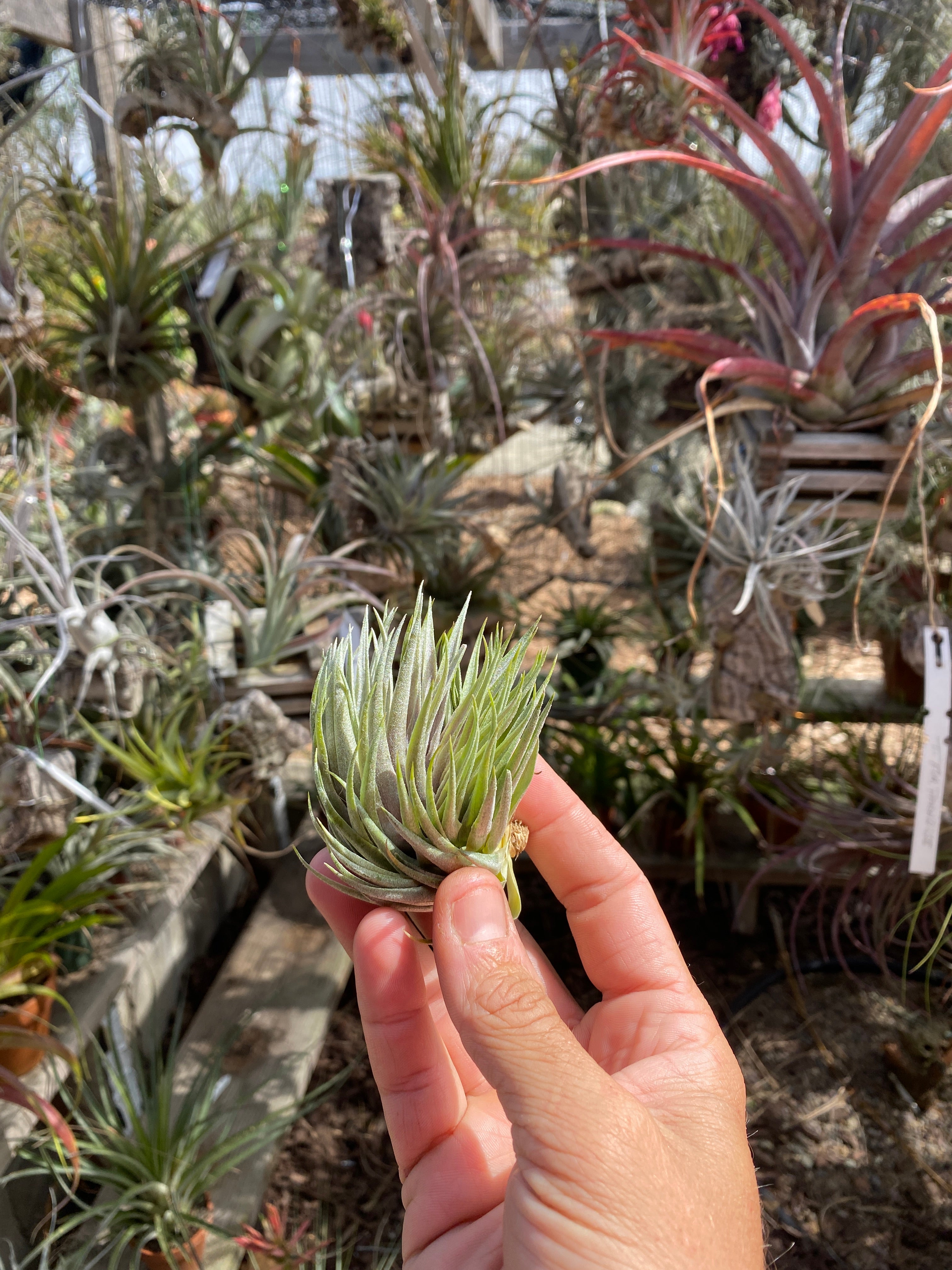 Tillandsia kautskyi hybrid green – Cuffel Farms