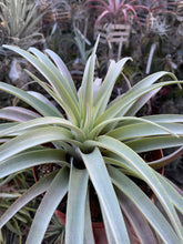 Tillandsia Queen’s Delight (Tillandsia carlsoniae x Tillandsia chiapensis)