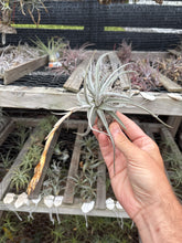 Tillandsia cardenasii minor