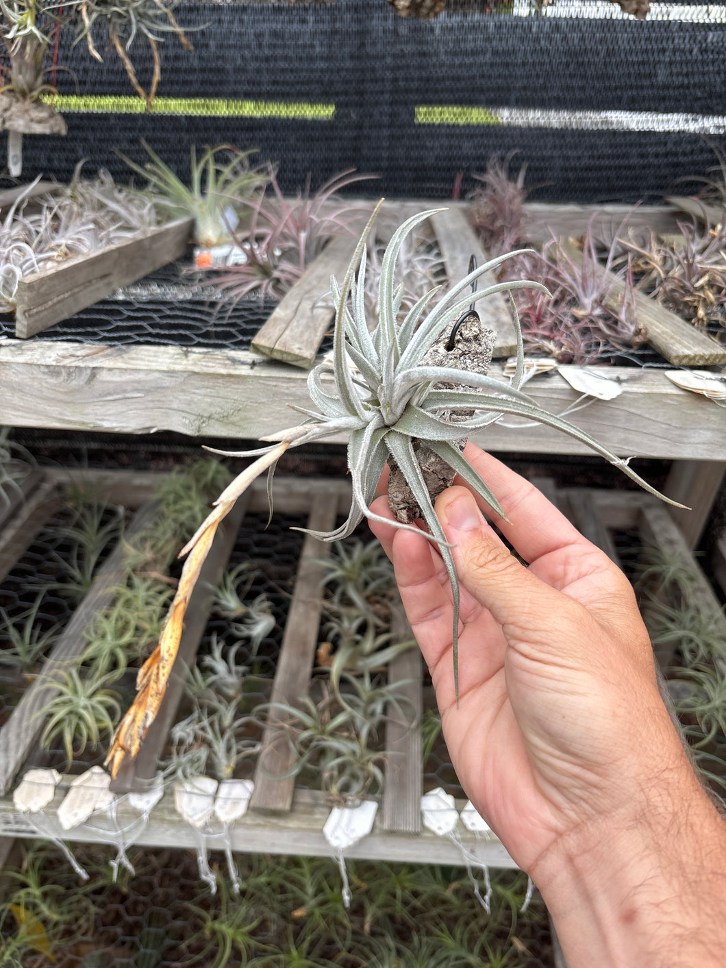 Tillandsia cardenasii minor